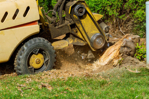 The Steps Involved in Our Tree Care Process in Ashland, CA